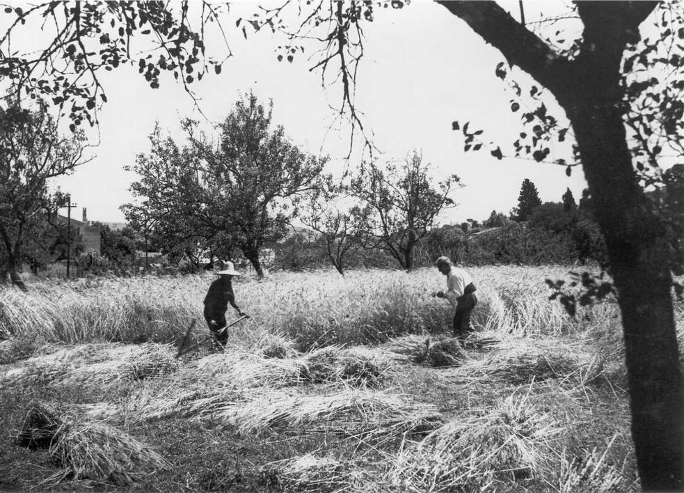 Segadors a la vall d'aro, 1932