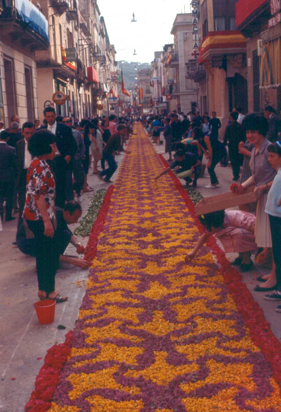 Elaboració de la catifa de flors del carrer major pel Corpus de l’any 1962. AMSFG. Fons Pere Rigau (Autor: Pere Rigau)