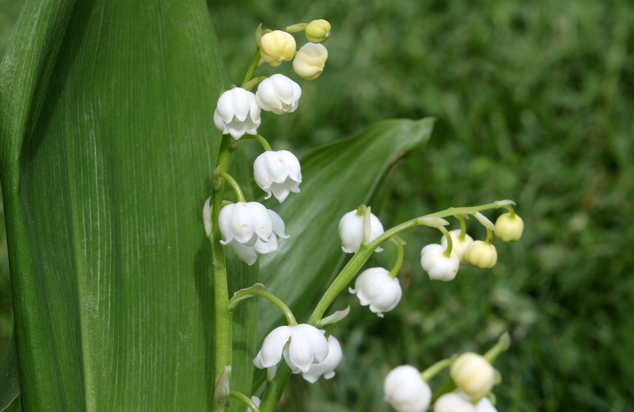 Convallaria majialis - Sóc Sant Feliu de Guíxols