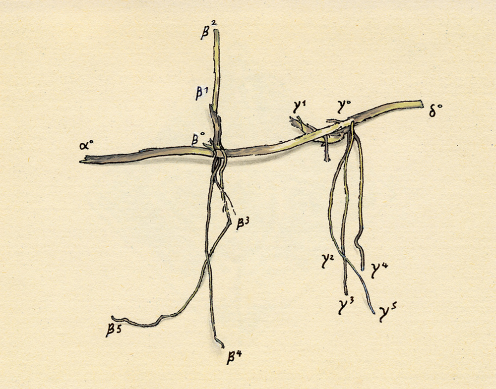 Trevor Skinner Constellation root drawing - Sóc Sant Feliu de Guíxols
