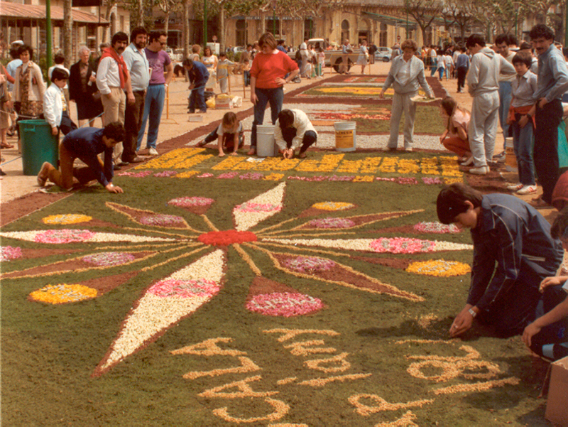 guixols flor destacada - Sóc Sant Feliu de Guíxols