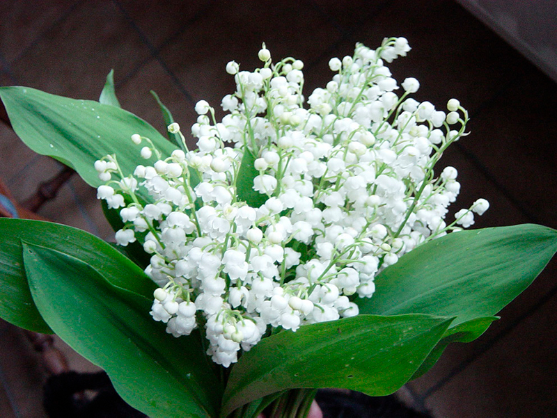 ram de muguet destacada - Sóc Sant Feliu de Guíxols